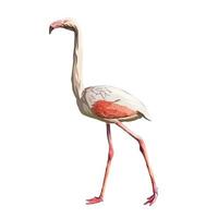 större flamingo vektor vit bakgrund