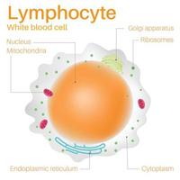 Lymphozyten sind weiße Blutkörperchen. vektor