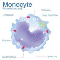 Monozyten sind weiße Blutkörperchen. vektor