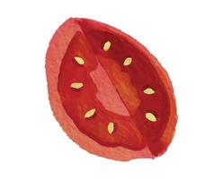 in Scheiben geschnittene Tomate mit Aquarell-Illustrationsstil vektor