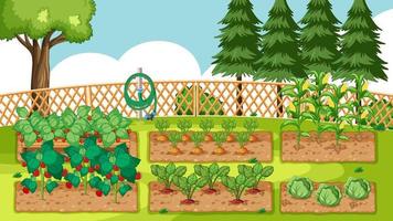 Gartenszene mit Gemüse in Erdbeeten vektor