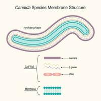 Candida-Spezies Membranstruktur vektor