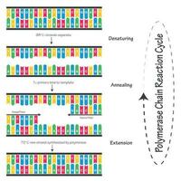 polymeraskedjereaktionscykeldiagram vektor