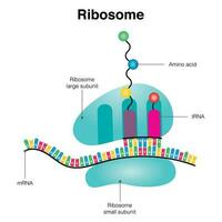 Ribosomen-mRNA-Translationsdiagramm vektor