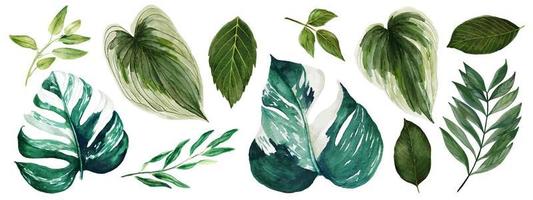 monstera löv, akvarell ljus grönska samling, handritad vektorillustration. vektor