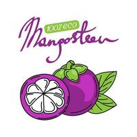 helle Mangostanfrucht auf einem Ast, handgezeichnete Skizzen mit Doodle-Elementen. die beschriftung ist handgezeichnet. Obst mit Blättern. Mangostan. Exotische Frucht. Thailand. Vektor-Illustration vektor