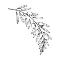 Olivenzweige. Olivenfruchtbündel und Olivenzweige mit Blättern. handgezeichnete illustration in vektor umgewandelt.