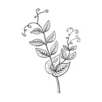 löv ärtskida skiss. handritad illustration konverterad till vektor. ekologisk mat illustration isolerade. vektor