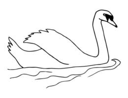 einfache Tintenvektorzeichnung. Ein weißer Schwan schwimmt im Wasser. Wasservögel Wildvogel. Natur, Vogelkunde, Zoo. vektor