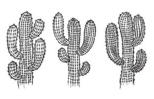 kaktus handritad illustration, vektor. vektor