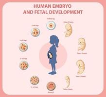 menschliche embryonale entwicklung in der menschlichen infografik