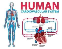 diagram som visar det mänskliga kardiovaskulära systemet vektor