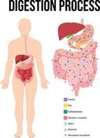 Diagramm, das den Verdauungsprozess zeigt vektor