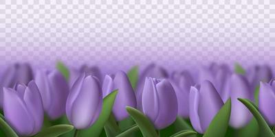realistiska lila tulpaner. vektor illustration