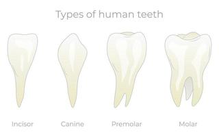 tänder typer vektor illustration. olika friska mänskliga tand samling. anatomiska incisiver, hund, premolar och molar visuella formskillnader