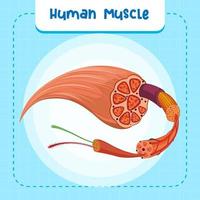mänsklig muskelanatomi struktur vektor