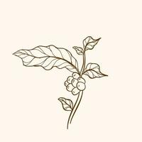 kaffe växt gren med blad. handritad kaffegren. graverad kaffeböna och växt. handritad vintage grenar med löv och gren. vektor