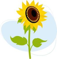 blühende Sonnenblume. schöne blühende Pflanze mit Blättern. Vektor-Illustration. trendige pflanze für design, dekor und dekoration vektor