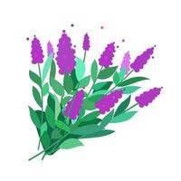 salviabuske med blommor och blad som växer vertikalt. isolerad på vit bakgrund. platt vektor illustration