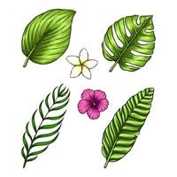vektor tropiska blad blommig illustration set