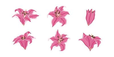 uppsättning av rosa lilja blommande blommor illustration. vektor