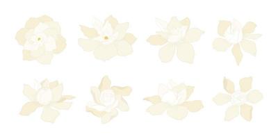 uppsättning vita gardenia blommande blommor illustration. vektor