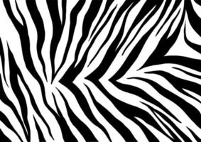Zebrafell Textur Schwarz-Weiß-Hintergrund vektor