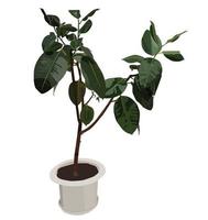 ficus. exotisk växt i en kruka. vektor stock illustration isolerad på vit bakgrund.