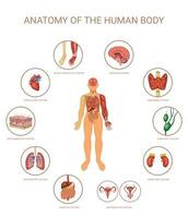 farbiges konzept der organsysteme des menschlichen körpers vektor