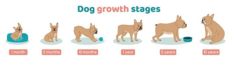 Wachstumsstadien des Hundes eingestellt vektor