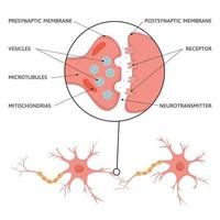 Gehirn-Synapsen-Schema-Infografiken vektor