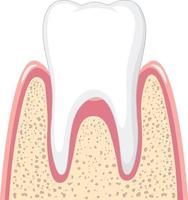 starker Zahn im Zahnfleisch auf weißem Hintergrund vektor
