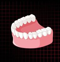 menschlicher Kiefer mit Zähnen vektor
