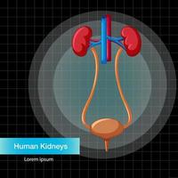Inneres Organ des Menschen mit Nieren und Blase