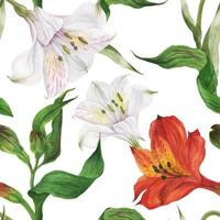 Blumenaquarell nahtloses Muster mit roten und weißen Blüten von Alstroemeria, verfolgtes botanisches Aquarell vektor