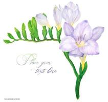 frischer zarter violetter freesie-zweig, nachgezeichnete aquarell-botanische illustration vektor