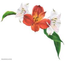 girlandenblumenstrauß mit roten und weißen peruanischen lilienblumen, nachgezeichnete aquarellillustration vektor