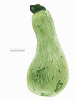 zuccini eller squashmärg stor frukt, botanisk realistisk akvarellspårad konst vektor