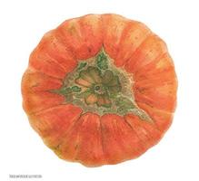 oranger karnevalskürbis, botanische realistische kunst, nachgezeichnete wasserfarbe vektor