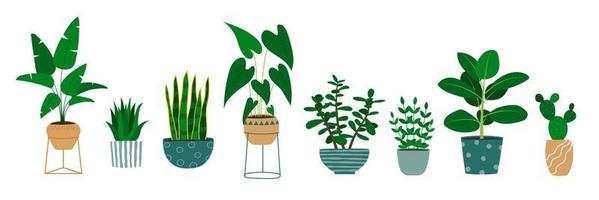 satz von handgezeichneten zimmerpflanzen in blumentöpfen. Alocasia-Pflanze, Kaktus, Monstera, Jade-Pflanze. vektor