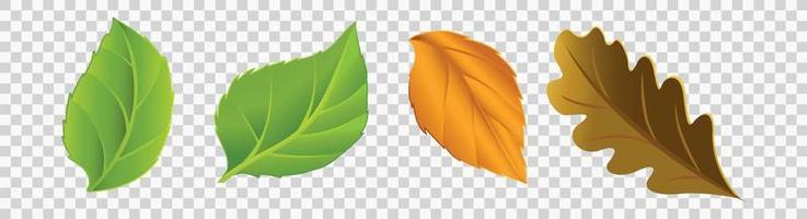 Blätter Symbole gesetzt vektor
