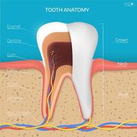 vektor tand struktur. tvärsnittsanatomi med alla delar.