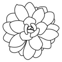 saftige Echeveria. Doodle-Vektor-Illustration. Zeichnungsblume für den Druck. Umrissskizze Pflanze. vektor
