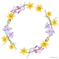 dekorativer aquarellkranz mit frühlingsblumen narzisse und iris und freesien auf weißem hintergrund, nachgezeichnet