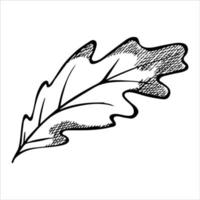 Vektor handgezeichnetes Eichenblatt. Herbstabbildung. detaillierte botanische Cliparts.