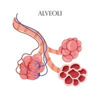Anatomie Alveolen. der Luftraum in der Lunge, durch den Sauerstoff und Kohlendioxid ausgetauscht werden. Vektor-Illustration vektor