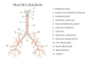 Vektormedizinisches pädagogisches biologisches Diagramm für Luftröhrendiagramm. Anatomie Illustration isoliert weißer Hintergrund vektor