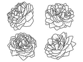 hand gezeichnete blumenskizzenlinie kunstillustration. Rose Strichzeichnungen vektor