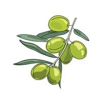 Ölzweig-Vektor-Cartoon-Illustration isoliert auf weißem Hintergrund.Bild der grünen Oliven. frisches Bio-Gemüse. Designvorlage. vektor