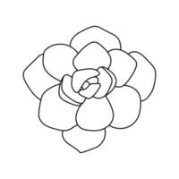 hand gezeichnete süße saftige im stil gekritzel. grafische skizzenhausblume echeveria laui. vektorillustration, lokalisierte elemente auf einem weißen hintergrund. vektor